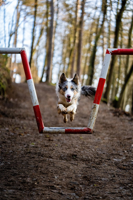 Chienne Border Collie courant en pleine nature, équipée pour le canicross – idéale pour illustrer la pratique du sport avec son chien.