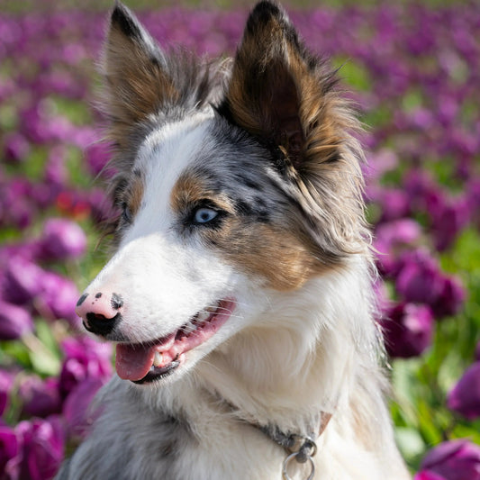 Chien dans un champ de tulipes au printemps – Shiva profite des beaux jours
