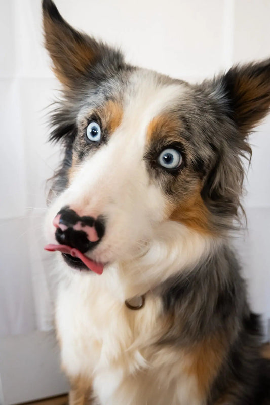 Lèche chien