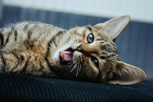 Pourquoi mon chat miaule sans raison ?