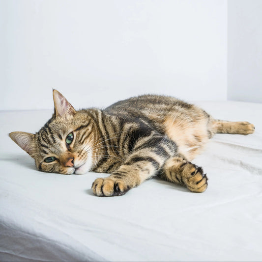 Les besoin nutritionnel de mon chat