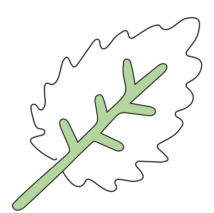 feuille de menthe pour chien pour une bonne haleine