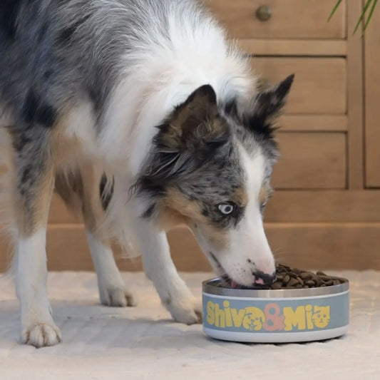 alimentation chien canicross avant course