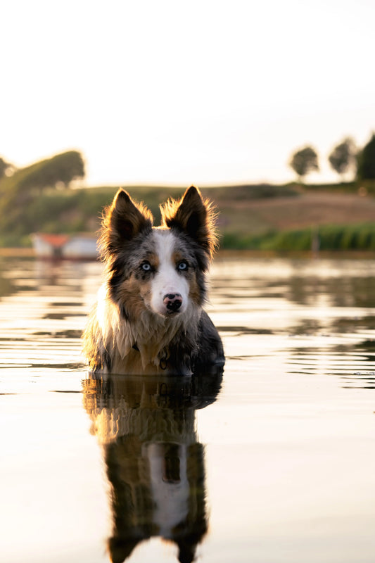 Hydratation d'un chien sportif:  eau, bouillons et astuces maison