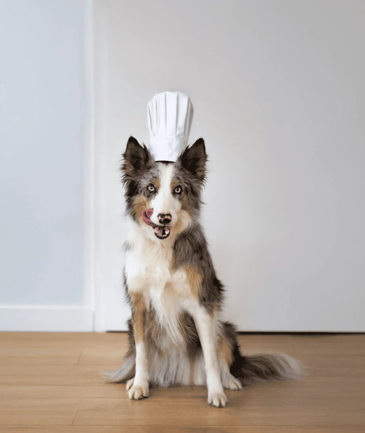 meilleures croquettes pour chien 