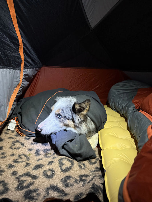 randonner-avec-son-chien