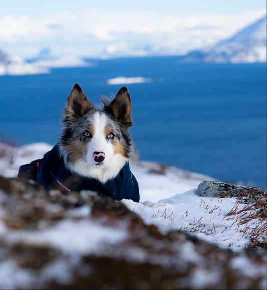 Organiser des vacances au ski avec son chien: montagnes, sports et précautions