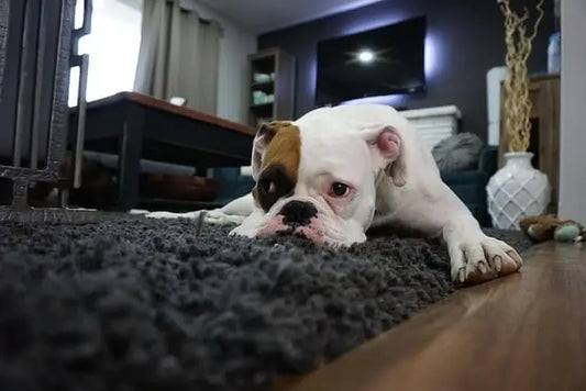 Pourquoi utiliser un tapis de fouille pour chien ?