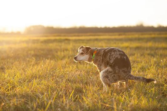 Pourquoi mon chien mange ses crottes ?