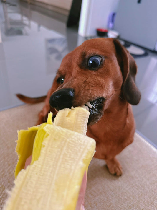 Peut-on donner de la banane à un chien ?