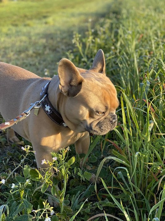 chien qui mange de l'herbe 