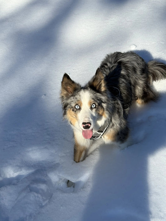 Quel chien est fait pour moi ?