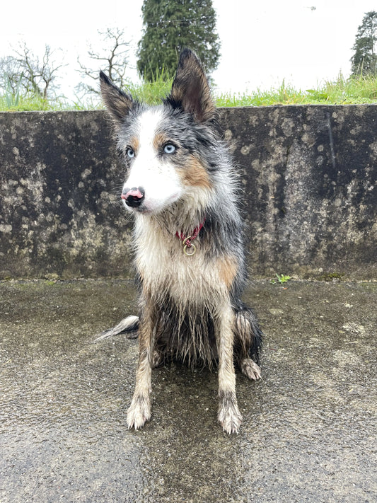 Que faire avec un chien quand il pleut ? Le guide de Shiva