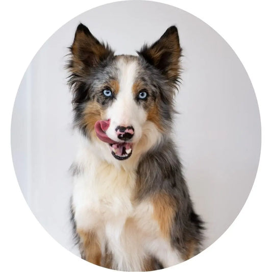 Tout savoir sur la nutrition des chiens
