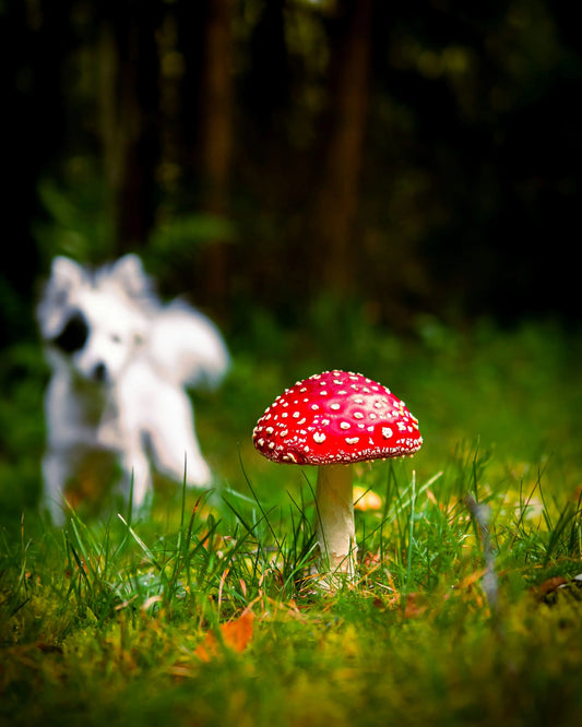 Automne et champignons : les risques pour les chiens