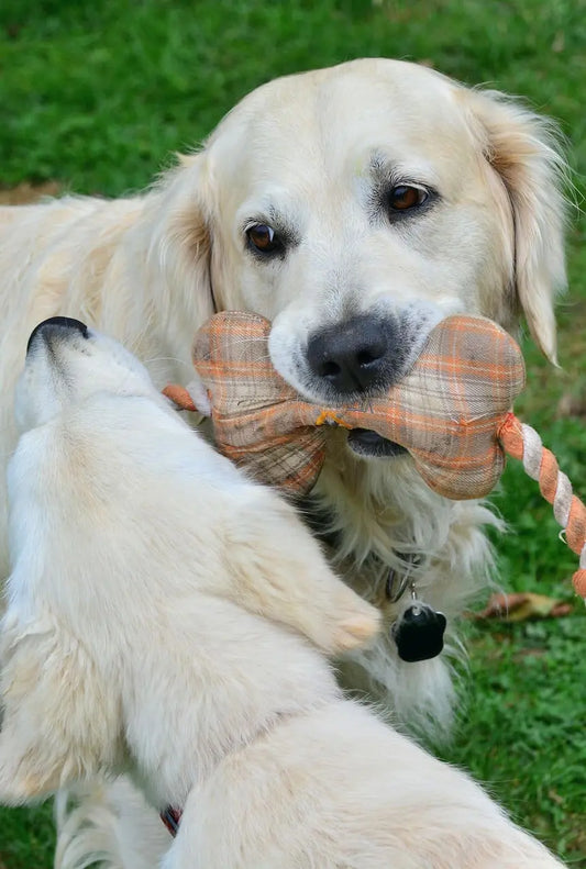 Quelle est la meilleure mastication pour chien ?