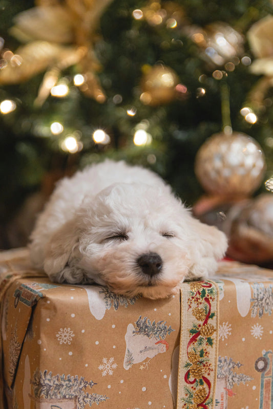 Le plus beau cadeau de Noël pour chien 