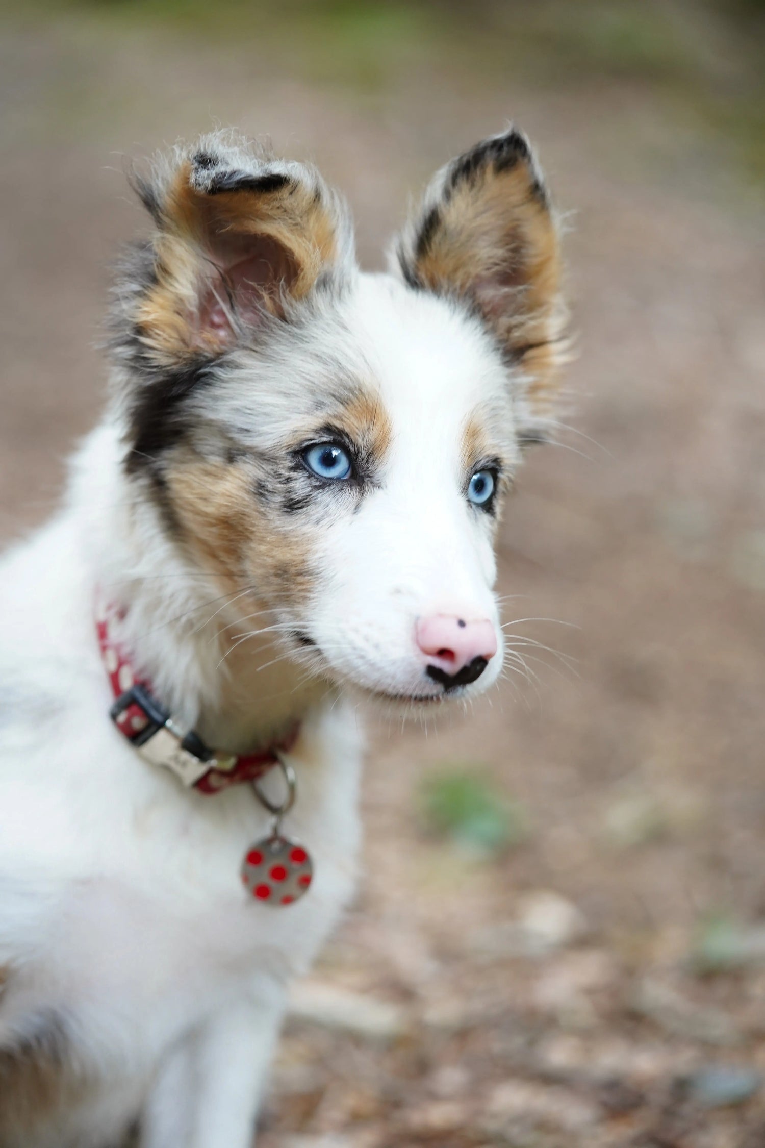 Croquettes pour chiots sans céréales