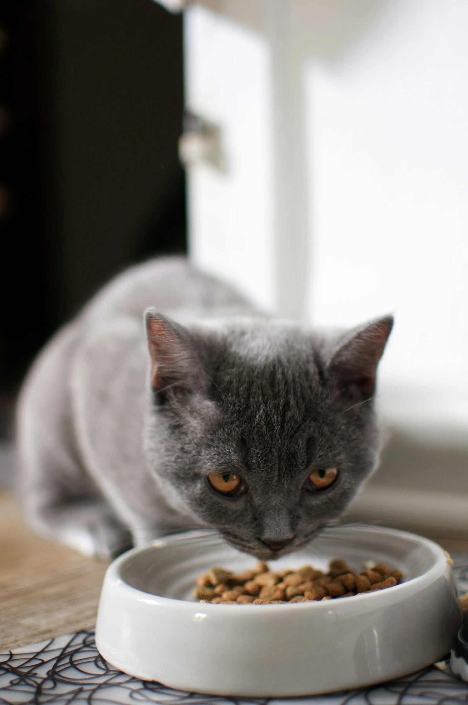 Croquettes pour chats sans céréales