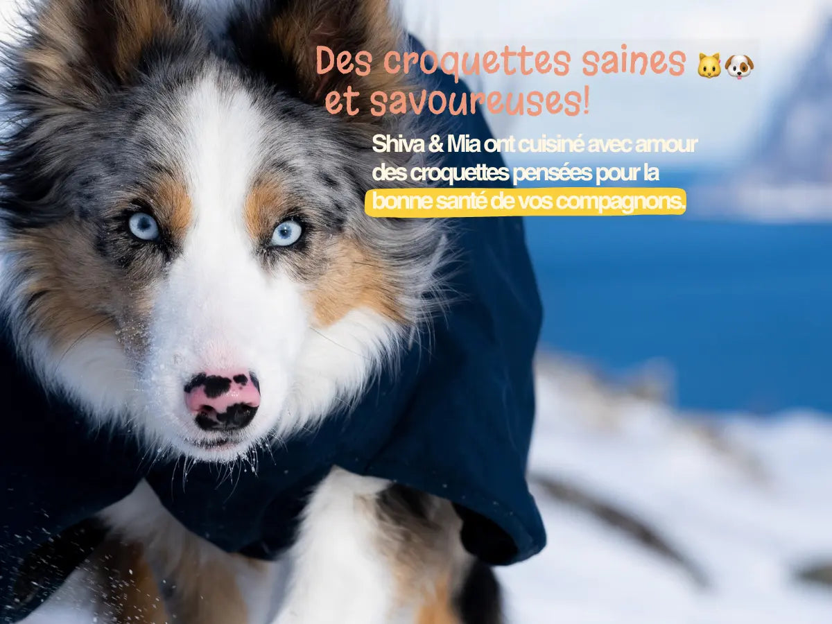 Des croquettes saines et savoureuses Shiva & mia 