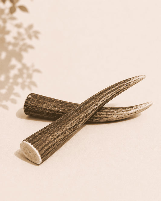 Bois de cerf pour chien