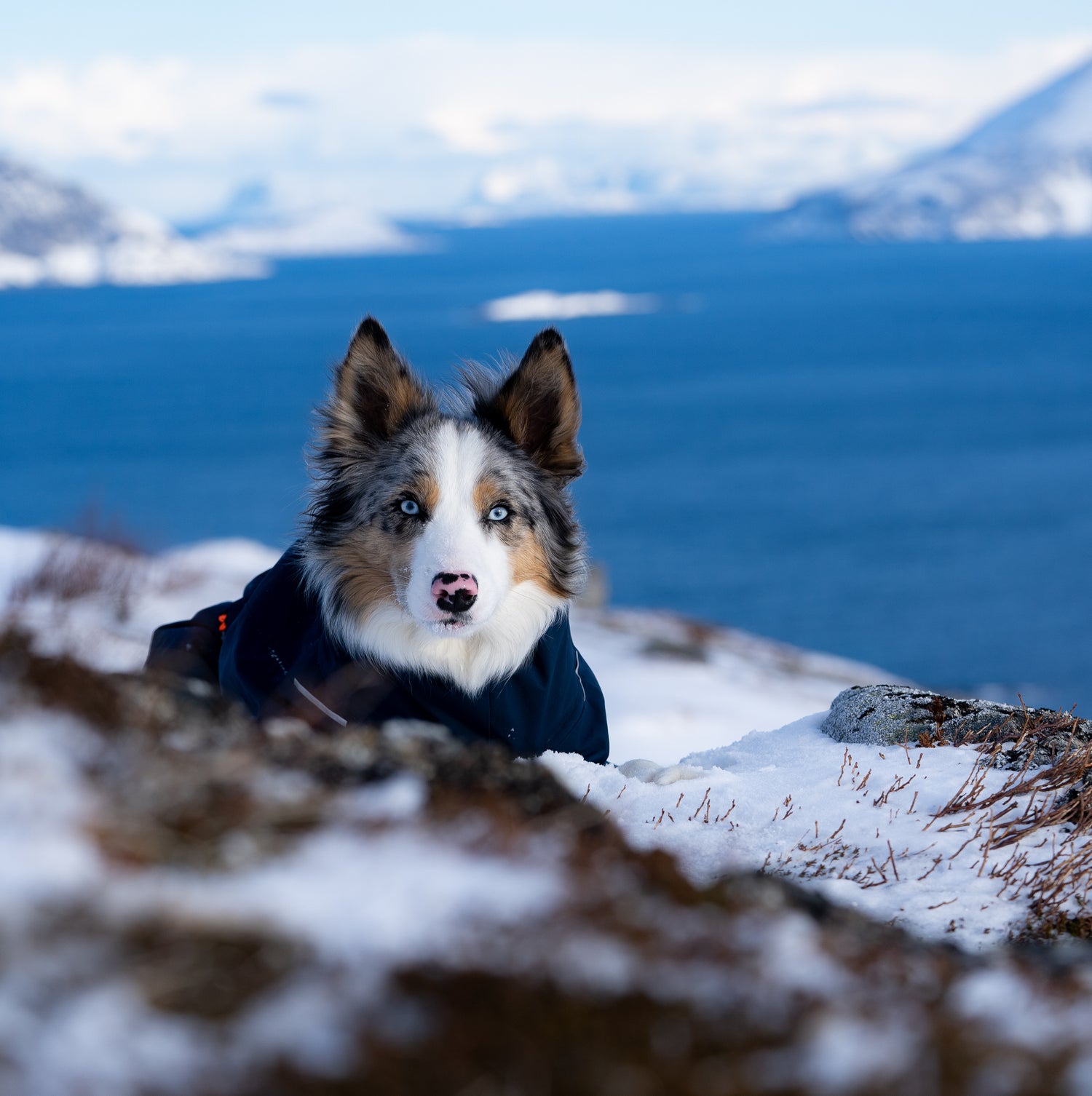 Photo d'un chien Shiva en forme après un bon repas de croquettes Shiva & mia 